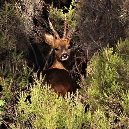 Casa Da Comareira * Góis