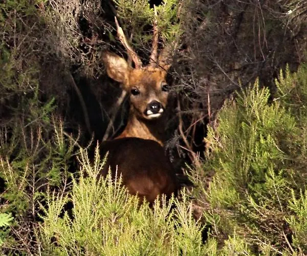 Casa Da Comareira * Góis